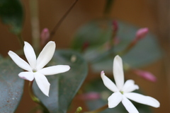 Jasminum flexile